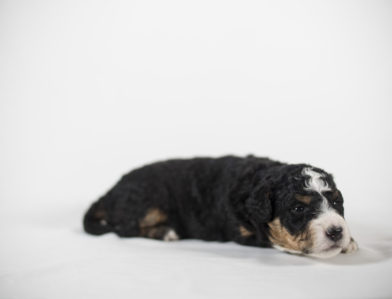 bernedoodle puppy