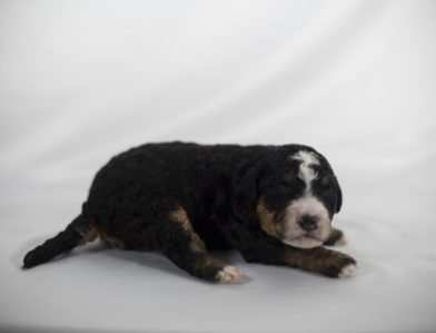 bernedoodle puppy