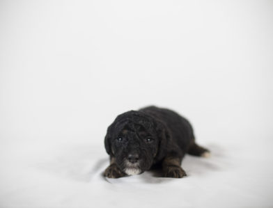 bernedoodle puppy