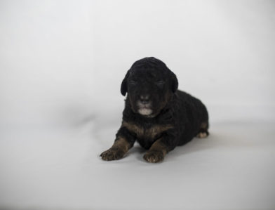 bernedoodle puppy