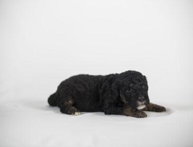 bernedoodle puppy