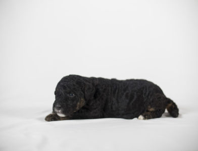 bernedoodle puppy