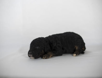 bernedoodle puppy