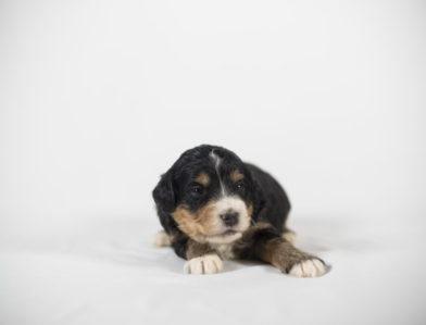 bernedoodle puppy