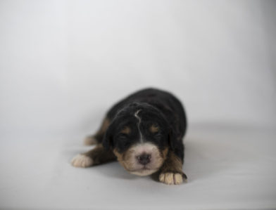 bernedoodle puppy