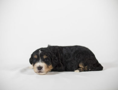 bernedoodle puppy