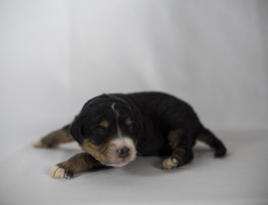 bernedoodle puppy