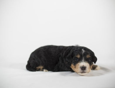 bernedoodle puppy