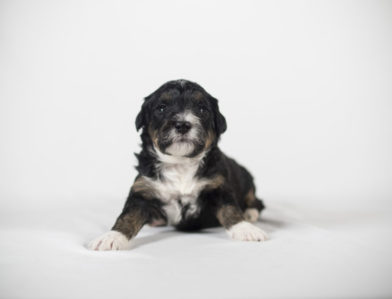 bernedoodle puppy