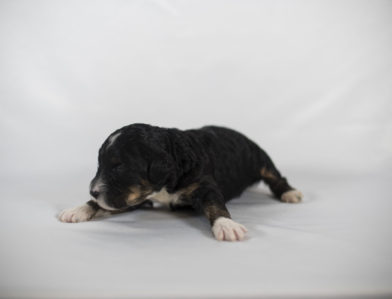 bernedoodle puppy