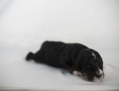 bernedoodle puppy