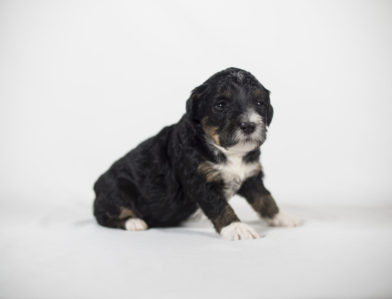 bernedoodle puppy