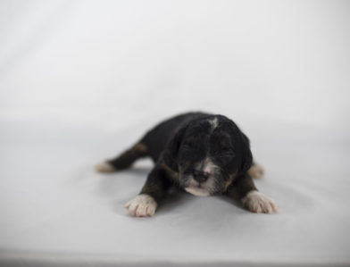 bernedoodle puppy