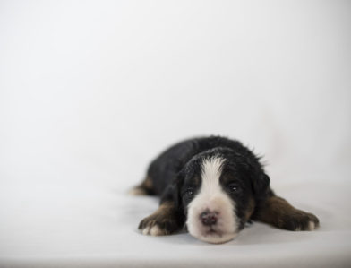 bernedoodle puppy