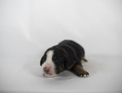 bernedoodle puppy