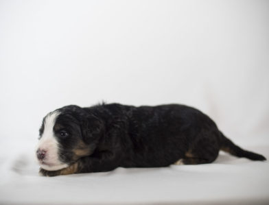 bernedoodle puppy