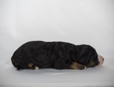 bernedoodle puppy