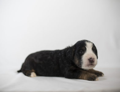 bernedoodle puppy