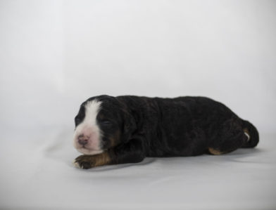 bernedoodle puppy