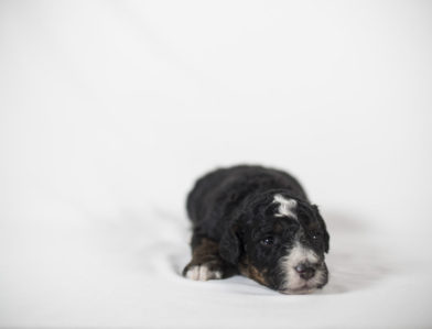 bernedoodle puppy