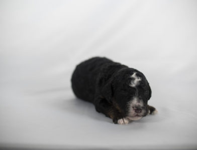 bernedoodle puppy