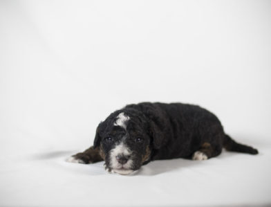 bernedoodle puppy