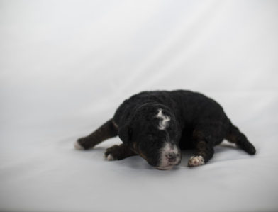 bernedoodle puppy