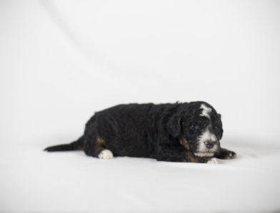 bernedoodle puppy