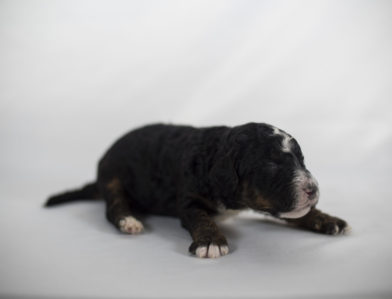 bernedoodle puppy