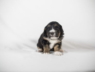 bernedoodle puppy