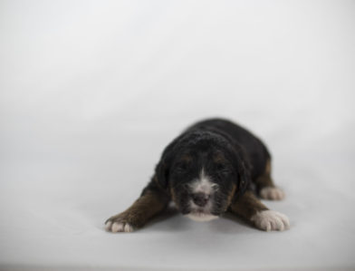 bernedoodle puppy