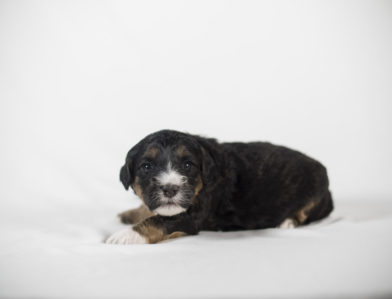 bernedoodle puppy