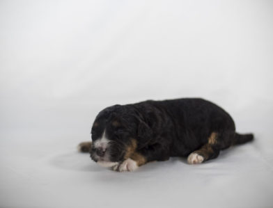 bernedoodle puppy