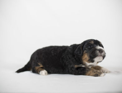 bernedoodle puppy