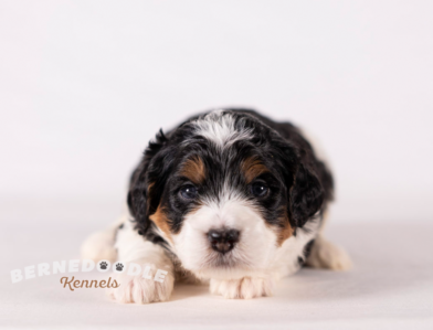 Bernedoodle Puppy