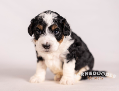 Bernedoodle Puppy