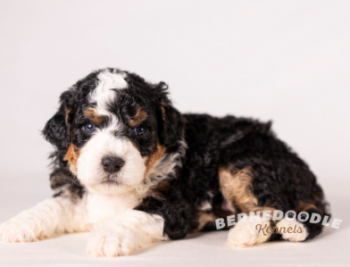 Bernedoodle Puppy