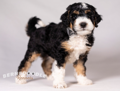 Bernedoodle Puppy