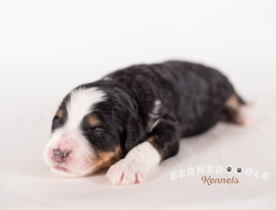 Bernedoodle Puppy