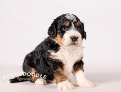 Bernedoodle Puppy