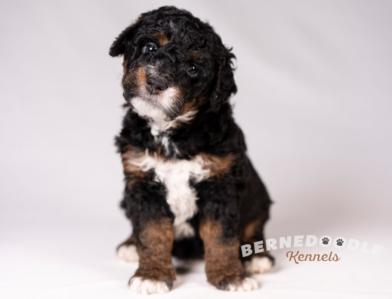 Bernedoodle Puppy