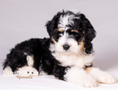 Bernedoodle Puppy