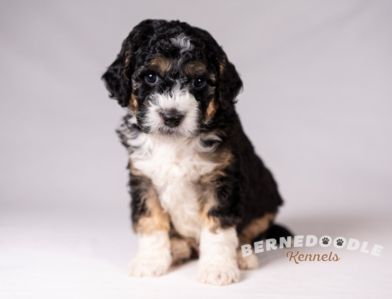 Bernedoodle Puppy