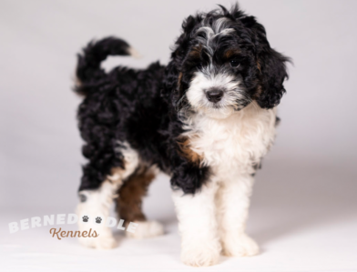 Bernedoodle Puppy