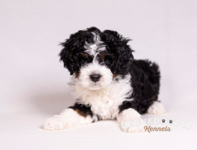 Bernedoodle Kennels