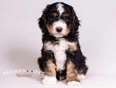 Bernedoodle Kennels