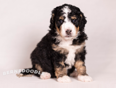 Bernedoodle Kennels