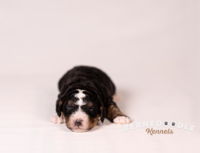 Bernedoodle Kennels