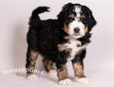 Bernedoodle Kennels