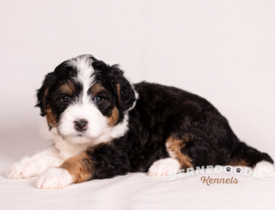 Bernedoodle Kennels